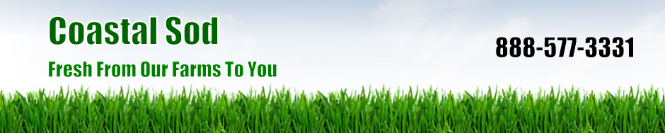 Sod Turfgrass
